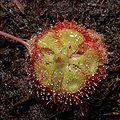 Drosera burmannii Darwiniana.jpg
