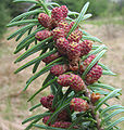 Abies balsamea pollen cones2.jpg