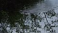 File:Castor canadensis, Saint-Donat-de-Montcalm, 2017-06-04 item 2.webm