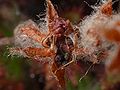 Drosera lasiantha seeds Darwiniana.jpg