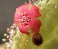 Drosera schizandra flower Darwiniana.jpg