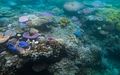 Coral Reef Bleaching.jpg