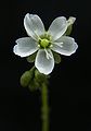 Drosera anglica flower Darwiniana.jpg