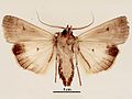 Agrotis infusa male ventral.jpg