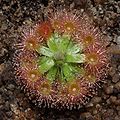 Drosera pulchella Darwiniana.jpg