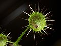 Drosera macrantha Darwiniana.jpg