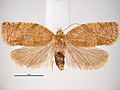 Adoxophyes orana female.jpg