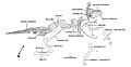 Holotype Olorotitan arharensis.jpg