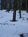 2010-02 Wittekindsweg Nonnenstein-Heidbrink 073.jpg