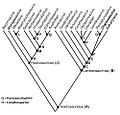 Cladogram met fylogenetische verwantschappen van Charonosaurus.jpg