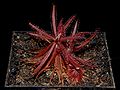 Drosera adelae 1.jpg