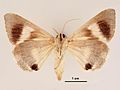 Achaea argilla male ventral.jpg