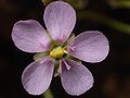 Drosera spatulata flower Darwiniana.jpg