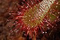 Drosera spatulata leaf Darwiniana.jpg