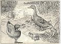Heubach duck.jpg