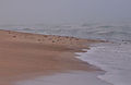 Oceans Edge, Socotra Island (10943275154).jpg