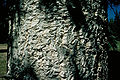 Abies lasiocarpa arizonica3.jpg