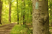 Blaze on beech tree North Chagrin Metropark Buckeye Trail.jpg