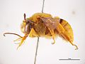 Amegilla (Asaropoda) bombiformis Lateral Image - Male.jpg