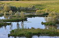 Lagunages Escaut 2014 02.JPG