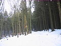 2010-02 Wittekindsweg Nonnenstein-Heidbrink 055.jpg