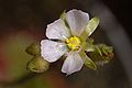 Drosera sessilifolia 2 Darwiniana.jpg