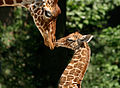 Giraffes. Photo Artis Royal Zoo, Ronald van Weeren.jpg