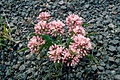 Allium macrum 1206085.jpg