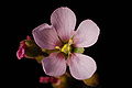 Drosera dielsiana flower Darwiniana.jpg