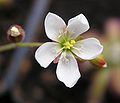 Drosera neocaledonica flower Darwiniana.jpg
