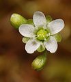 Drosera rotundifolia flower Darwiniana.jpg