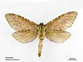 Aenetus virescens female ventral.jpg