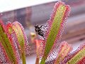 Drosera capensis 3 Darwiniana.jpg