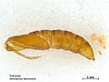 Adoxophyes fasciculana pupa.jpg