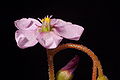 Drosera natalensis flower 2 Darwiniana.jpg