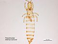 Allothrips stannardi female.jpg