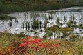Fall Scene at Great Bay NWR (4150321800).jpg