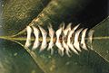 Acleris ferrugana larva feeding beneath webbing.jpg