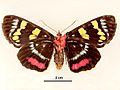 Agarista agricola female ventral.jpg