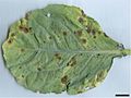 Alternaria brassicicola host symtoms5.jpg