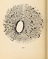 Archives of neurology and psychopathology. (1900) (14592282410).jpg