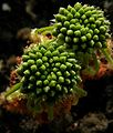 Drosera scorpioides gemmae Darwiniana.jpg