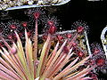 Drosera lanata Darwiniana.jpg
