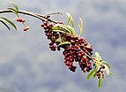 Prunus laurocerasus - Taflan, Giresun 2017-07-05 01-11.jpg