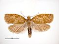 Adoxophyes orana male.jpg