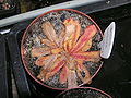 Drosera bulbosa Darwiniana.jpg