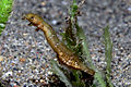 Acentronura tentaculata, Timor Este.jpg