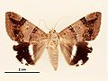 Achaea janata male dorsal.jpg