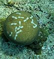 Parrotfish scrape marks.jpg