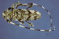 Acanthocinus obsoletus 0013020.jpg